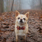 Dog Collar with Bow, Bowtie Dog Collar, Adjustable Fall Dog Collars for Small Medium Large Dogs and Cats