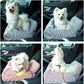 Dog Car Seat Pet Booster Seat Pet Travel Safety Dog Bed for Car with Storage Pocket (Coffee Stripe)